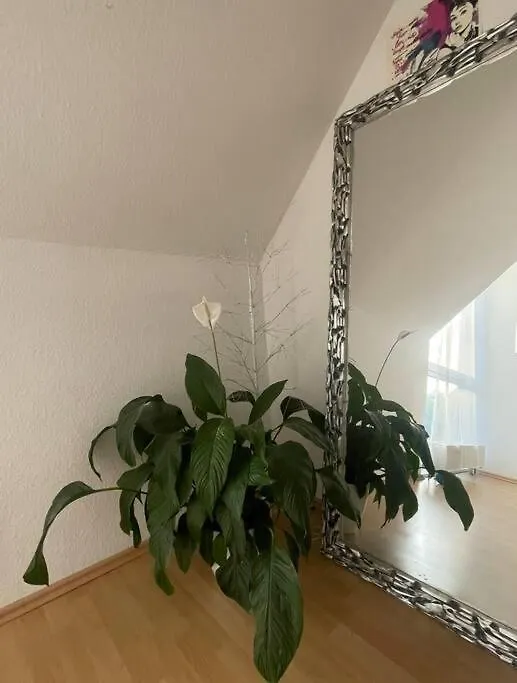 Dresden Escape Schicke 2 Zimmer Wohnung Apartment